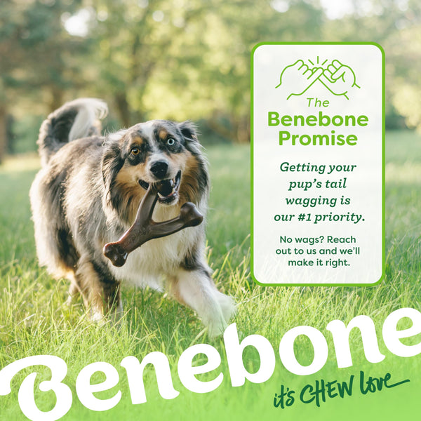Benebone Wishbone Medium - Durable Dog Chew Toy with Real Bacon, Made in USA - Mingle & Moa