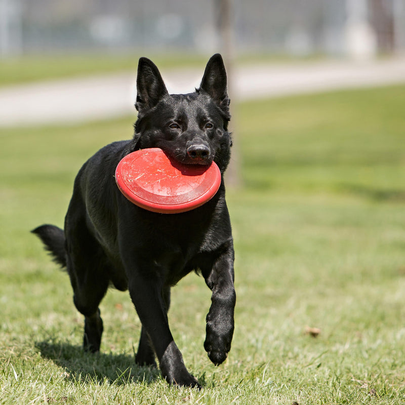 KONG Flyer – Durable Rubber Flying Disc for Medium & Large Dogs - Mingle & Moa