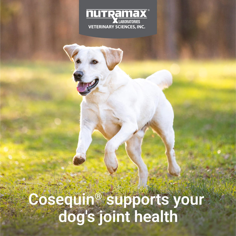 Nutramax Cosequin Max Strength – Joint Supplement for Dogs with Glucosamine, Chondroitin & MSM, 60 Chewable Tablets. - Mingle & Moa